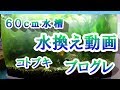 【アクアリウム】 水換え動画６０ｃｍメイン水槽 【コトブキ】 【プログレ】