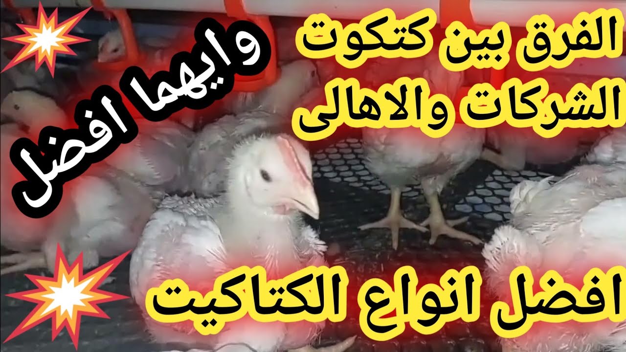 الفرق بين كتكوت الشركات وكتكوت الاهالى #فراخ #دواجن