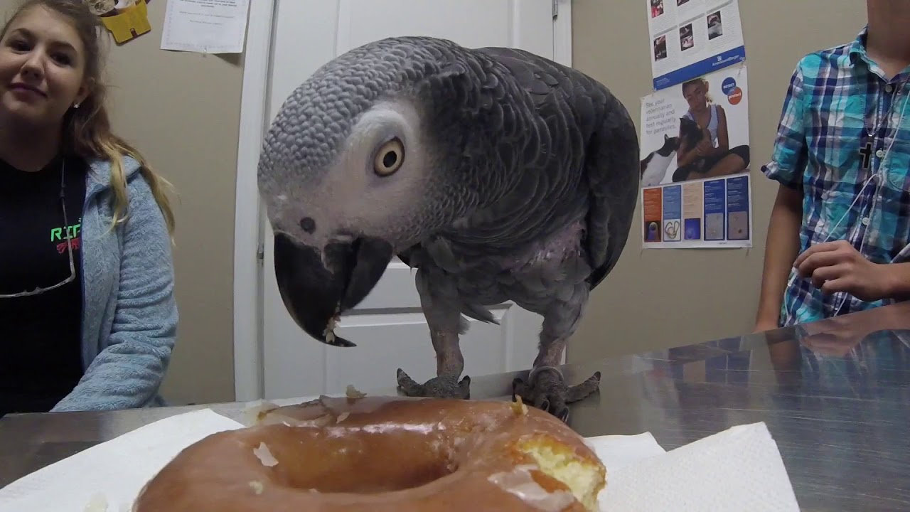 African Grey With Mild Fungal Diarrhea In For Treatment And More Sugar