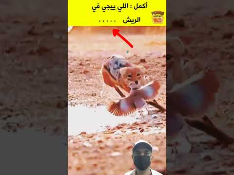 أكمل المثل الشعبي اللي ييجي في الريش امثال شعبية مضحكة