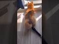 おならの音がデカすぎて飛び起きる柴犬