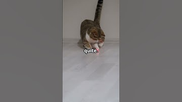 Cat Logic Exposed: The Truth About Laser Pointers #cat #kitten #pets