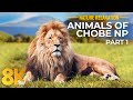 Incroyable faune du parc national de chobe 8k u incredible south africa