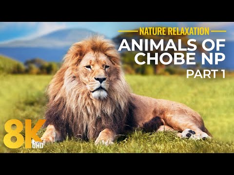 Vídeo: Chobe National Park: O Guia Completo