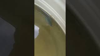 Gourami Fish Breeding Setup #trending #breeding #frys #shorts #gouramifish