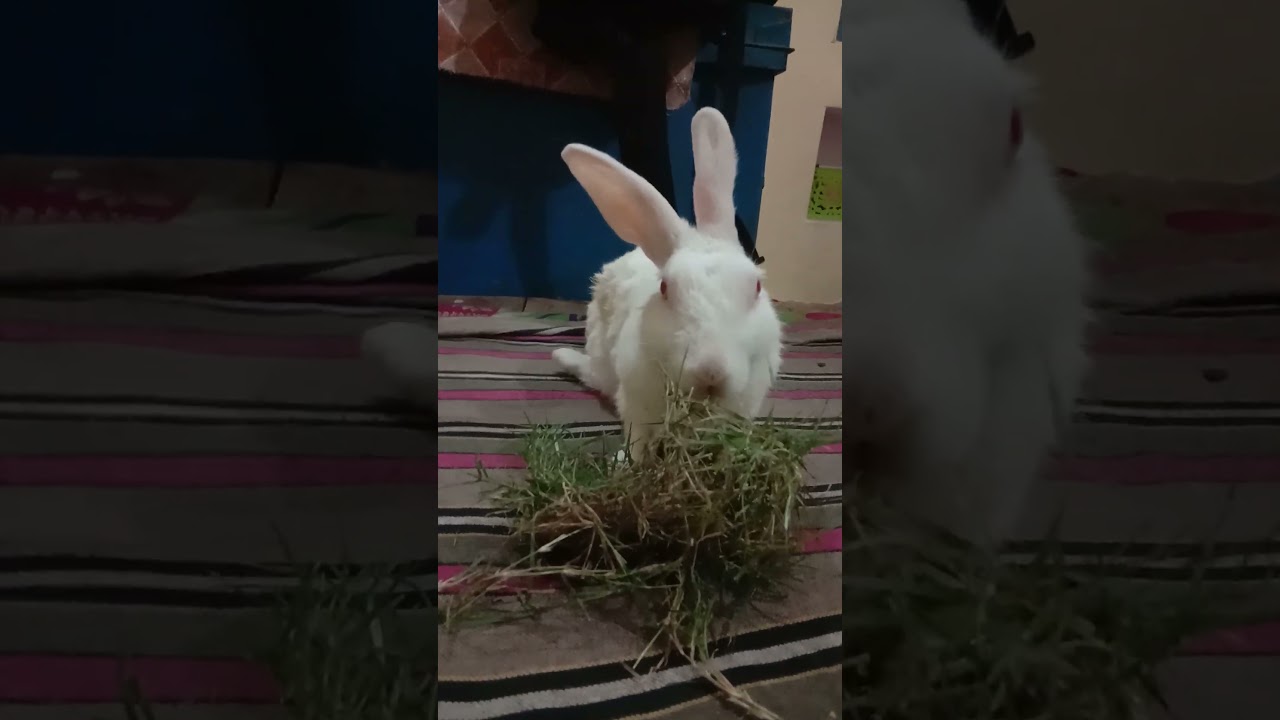 Johnny Johnny || Girl's Boy's Dance || WhatsApp (Lyrics) Dance Status || 