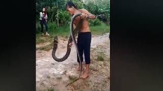 VIRAL ATRAKSI KING COBRA YANG SANGAT BERBAHAYA