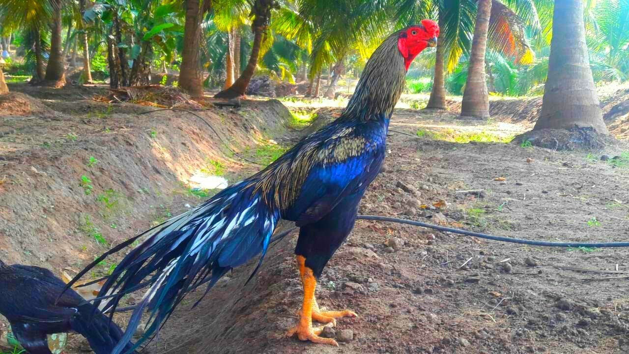 Parrot beak aseel, Aseel rooster, Asil chicken for sale, Aseel murga, Aseel...