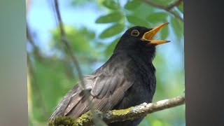 طائر الشحرور يغرد    blackbird sings          #طيور #كريستيانو #music #blackbird