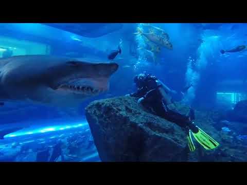 Shark Dive Dubai Aquarium. Close Encounter. Underwater Zoo