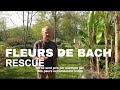 Rescue  fleurs de bach le remde durgence stress et angoisseexplications par franois deporte