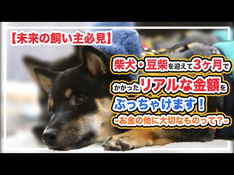 黒豆柴こてつ】（役立ち）柴犬・豆柴を飼うのにいくらかかった