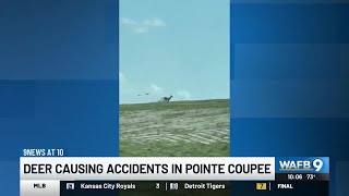 Pointe Coupee deputies warn drivers to be alert of deer on the highway