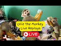 Adorable baby monkey ollie replays monkey monkeybaby babymonkey