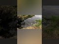 64cm釣れてるアカシックペンシルでモンスターバスが!#shorts