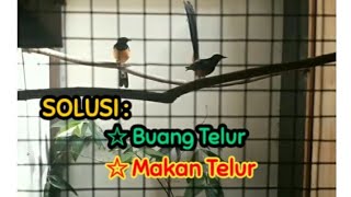Cara Mengatasi Indukan Murai Buang Telur & Makan Telurnya Sendiri
