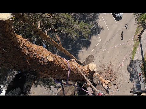 Видео: Арбористика. Удаление сосны в 10 этажей