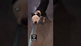 Ik Shonk Pitbull Da Aggressivebreadplease Subscribers My Channel