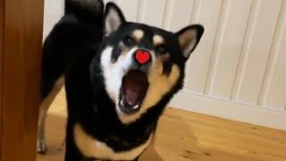 Shiba Max sings Dynamite(BTS)