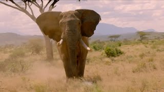 Elephant charges towards cameraman - Nature's Epic Journeys: Episode 1 Preview - BBC One