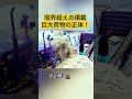 限界超えの積載! 巨大荷物の正体! #積載技術 #重機 #運搬作業 #作業現場 #トラック