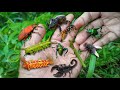 Catching incredibly beautiful insectshunting sago beetles colorful caterpillars frog leg beetles