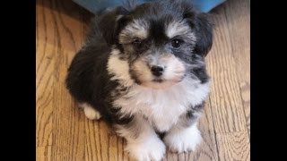 Havanese Puppies For Sale at Play(, 2016-01-18T20:15:00.000Z)