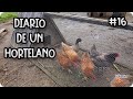 Diario De Un Hortelano #16 - Gallinas / Tareas De Mantenimiento En  Gallinero || La Huertina De Toni