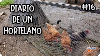 Diario De Un Hortelano #16 - Gallinas / Tareas De Mantenimiento En  Gallinero || La Huertina De Toni