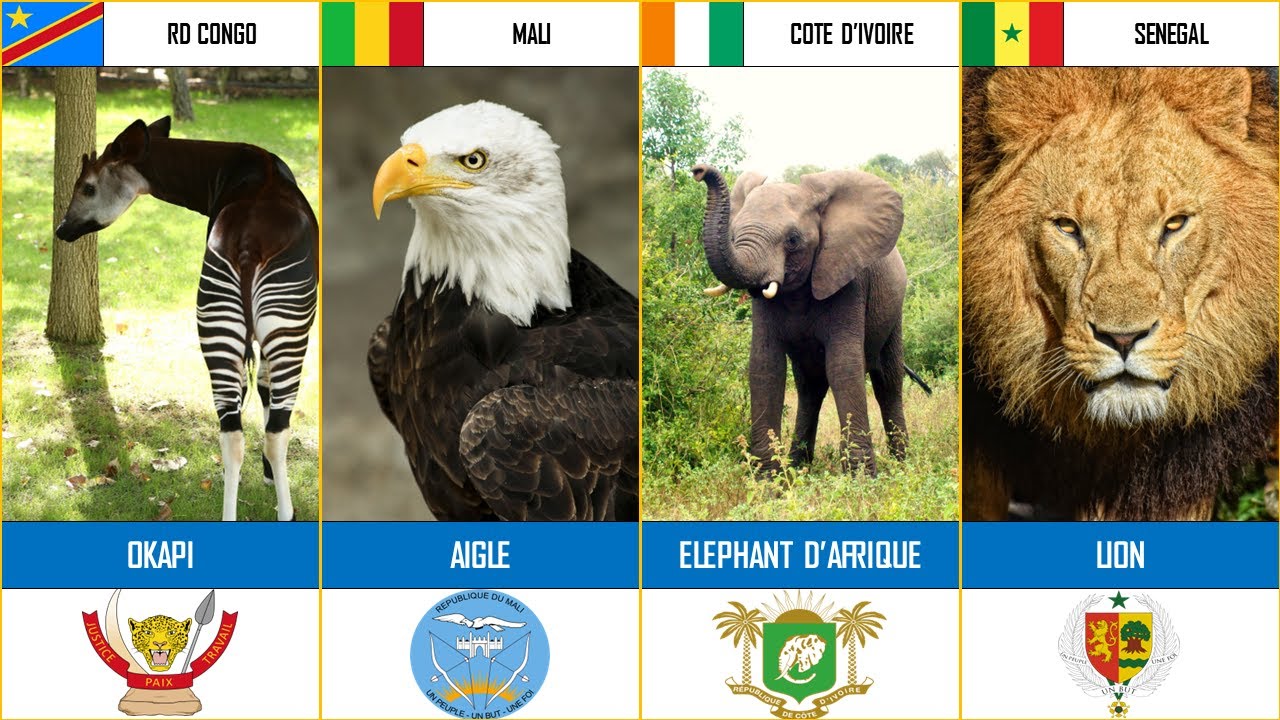 les-animaux-nationaux-par-pays-afrique-le-lion-est-le-vrai-roi-de-l