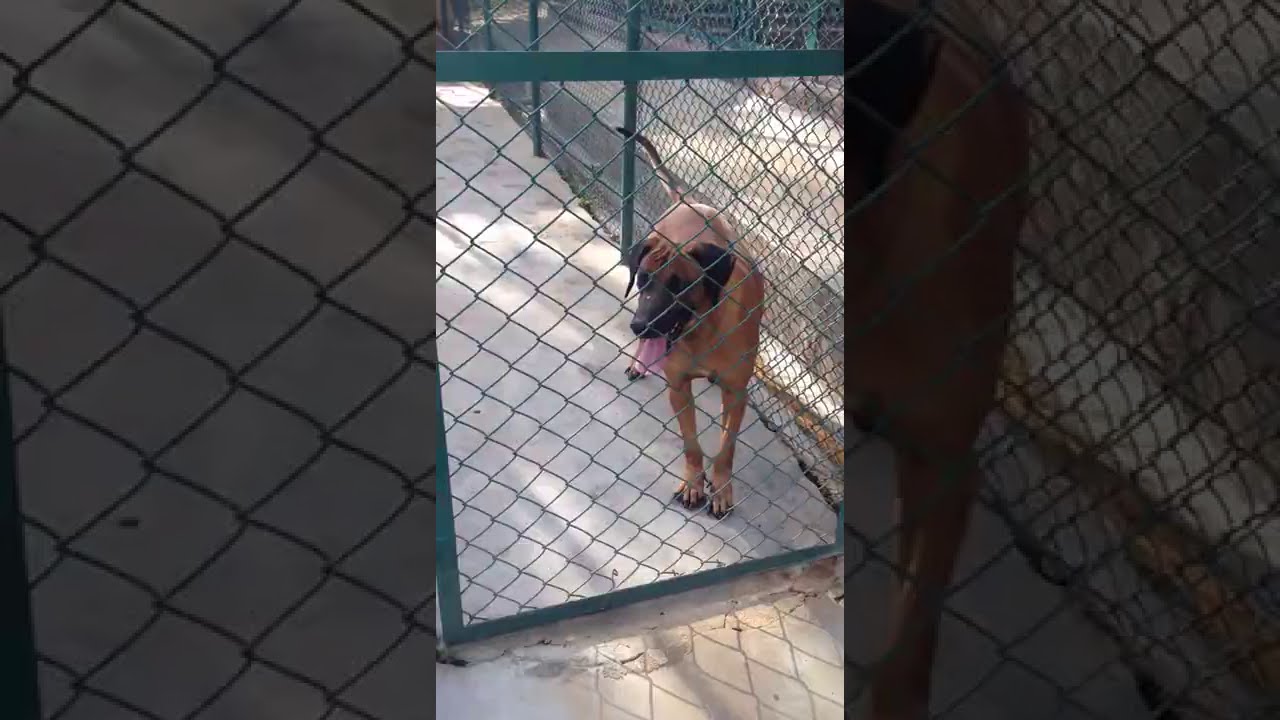 Rhodesian Ridgeback in India K10force Kennels Bangalore YouTube