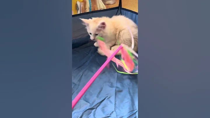 Video 6786251: mainecoons mainecoonkitten, coon mainecoon, silver male maine coon, maine coon black silver