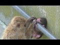 Baby monkey 23days old on 7/20/2015 at Kushiro zoo No.8