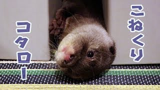 カワウソ コタロー　ごはんを転がしこねくり、じらして食べる　Otter Kotaro plays with his food