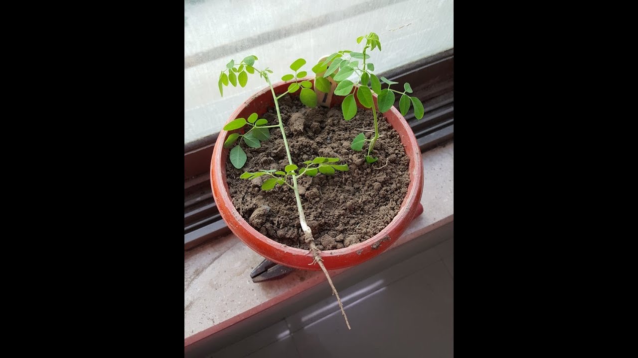 How to Grow Moringa Plant From Seed. Easy to grow at home from seeds