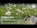 Blumenwiese - JETZT perfekter Zeitpunkt für die Aussaat!