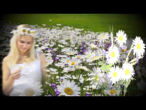 ромашки ромашки ромашки цветы иду и гадаю. васильки, клевер, луговые цветы. полевые цветы стих. песня я так люблю полевые цветы. девушка в васильковом поле.