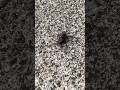 Ant Army: Carrying Away a Beetle! #shorts #ants #naturepower #insects #wildlifephotography #nature