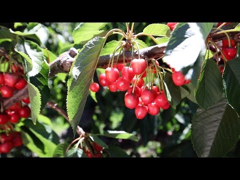 Video: Enfermedades De La Cereza Y La Lucha Contra Ellas