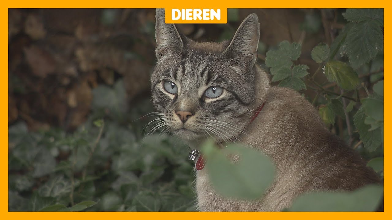 Kat Sebas steelt spullen uit de buurt