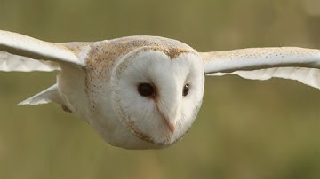 Graceful Barn Owl Hunting in the Daytime | BBC Earth