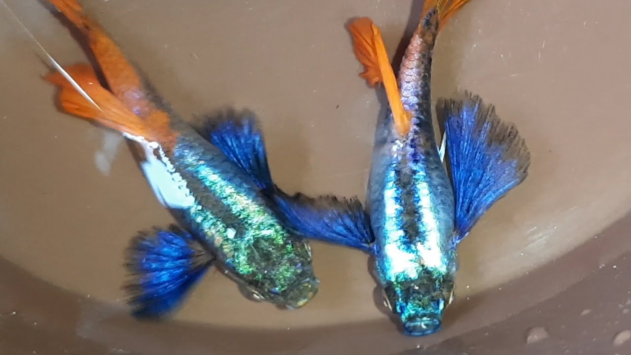 Stunning Large Ear Red Tail Guppies! YouTube