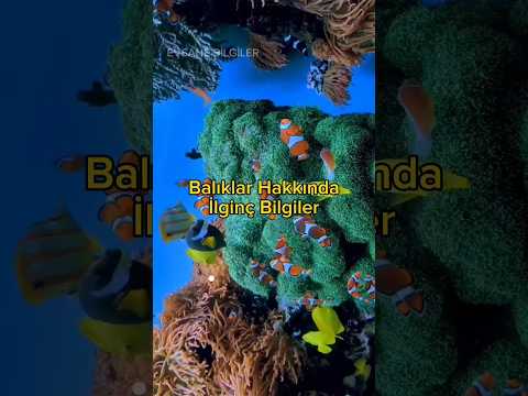 Balıklar Hakkında İlginç
