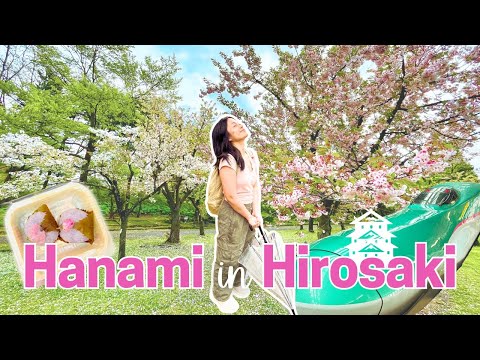 One of the best cherry blossom viewing spots in Japan! 🌸 Hirosaki Park in Aomori Prefecture