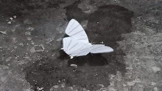 WARNING SIGN!! Rare White Butterfly.. this video was taken on January 29, 2020 👇👇👇