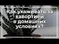 Как ухаживать за хавортией в домашних условиях? | toNature.Info