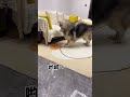 狗狗 猫 我家狗子好像能听懂我的话 哈哈哈哈哈哈 狗狗 猫 我家狗子好像能听懂我的话 哈哈哈哈哈哈