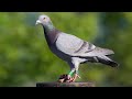 Safeer khan ke beautiful pigeon 