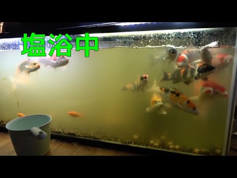 錦鯉水槽を塩浴 Youtube