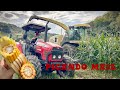 PICANDO MAIZ 2025